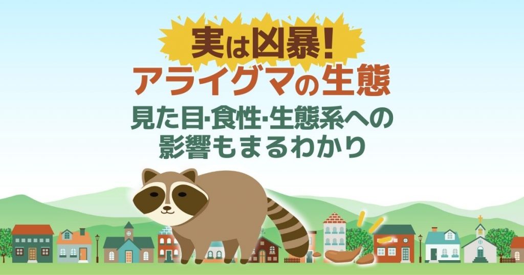 実は凶暴なアライグマの生態