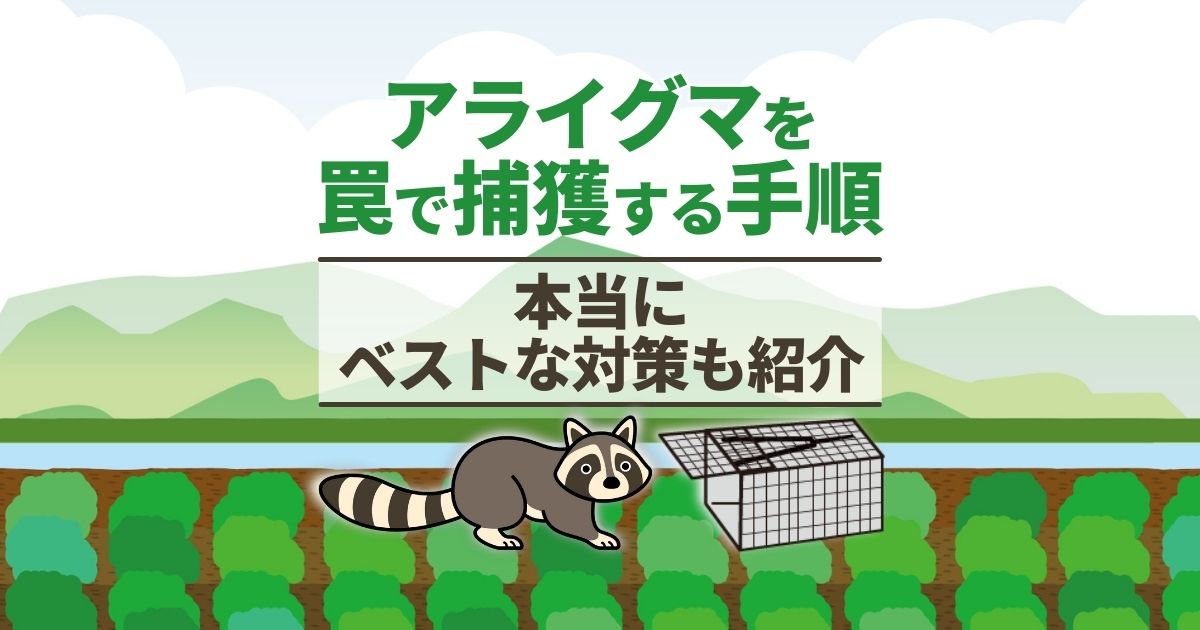 アライグマを罠で捕獲する手順