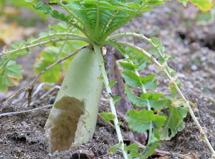 モグラに傷つけられた作物