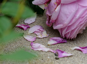 倒れた苗や花