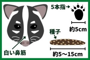 大きさ以外の特徴もチェック！ハクビシンってどんな生き物？