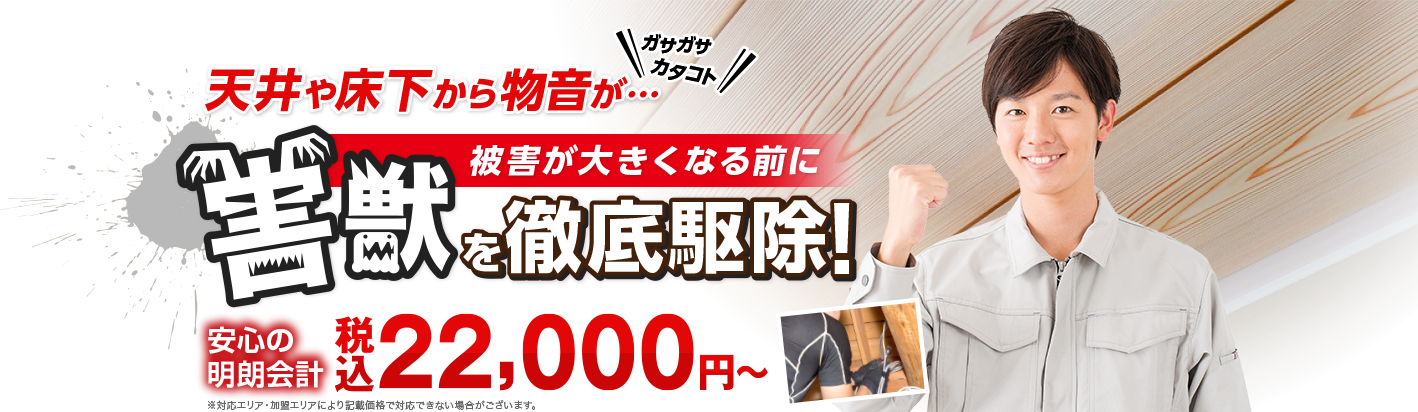 プロの技術で徹底駆除!! 現地調査無料 追加料金不要