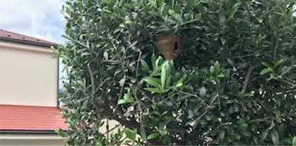 木の中の蜂の巣