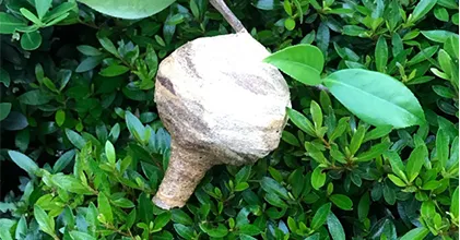 よく見ると木の中に蜂の巣が！