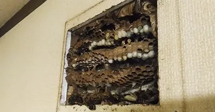 通気口にも蜂の巣が作られているかも！