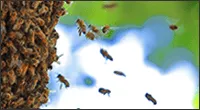 大群で襲ってくるハチ