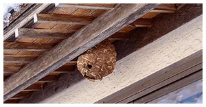 軒下にできた蜂の巣