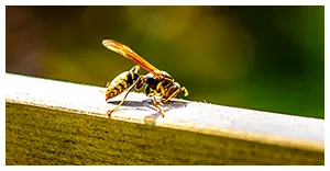 ベランダのハチ