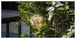 庭の木にできた蜂の巣