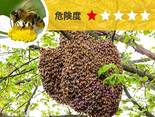 ミツバチ駆除