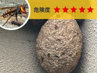 スズメバチ駆除