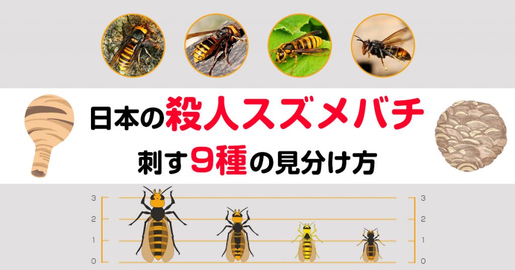 日本のスズメバチの種類。刺す9種の見分け方