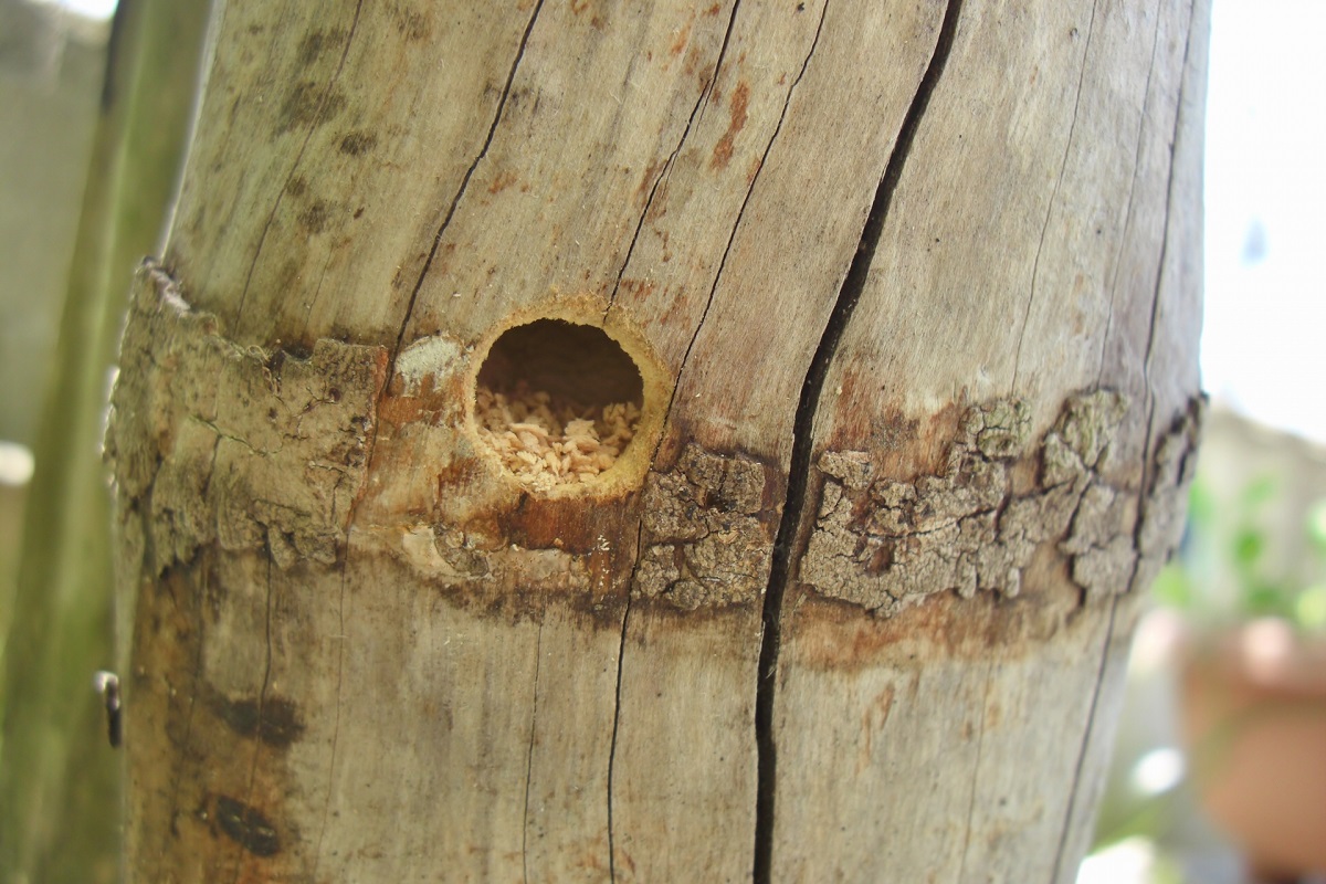 クマバチの巣