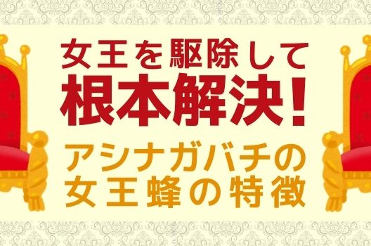 女王を駆除して根本解決！アシナガバチの女王蜂の特徴