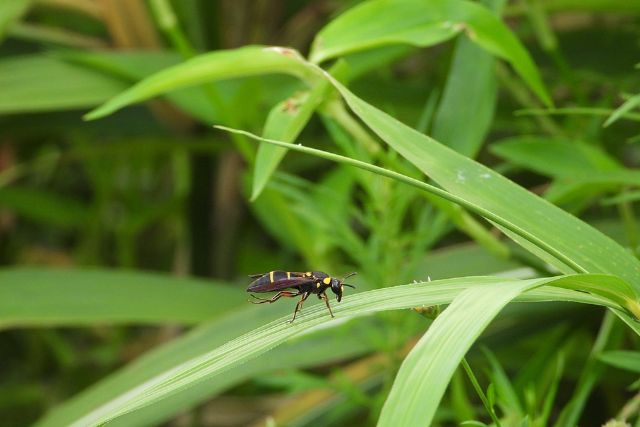 黒い蜂は5種類もいる ガラの悪そうな黒蜂たちの危険レベルと対処法 ハチ110番
