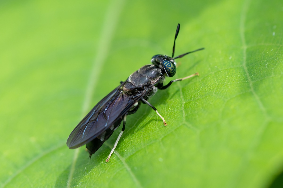 蜂 の よう な 黒い 虫