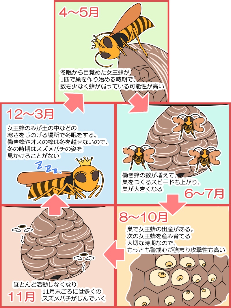 スズメバチの女王蜂を駆除すれば巣の再発も防げる 今すぐできる駆除方法と巣作り対策 ハチ110番