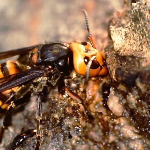 オオスズメバチの攻撃力はハンパない 刺されることなく撃退するには ハチ110番