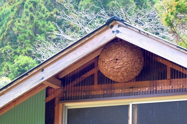 ボール型の巣