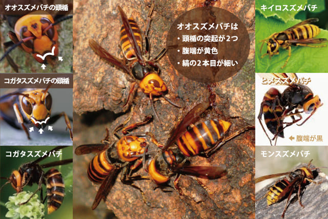 オオスズメバチ 生態 大きさ 他種との違い すぐできる防除策 ハチ110番