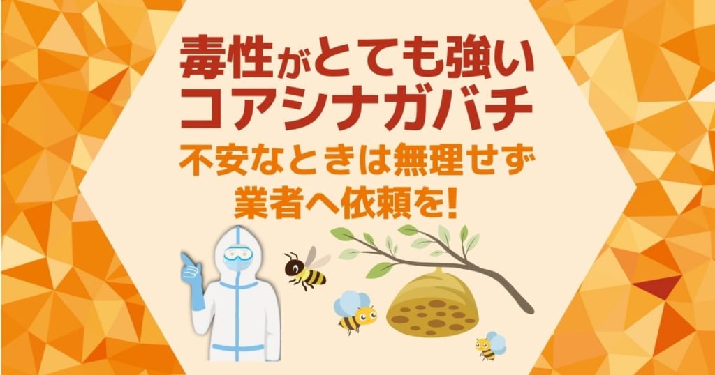コアシナガバチは毒性がとても強い