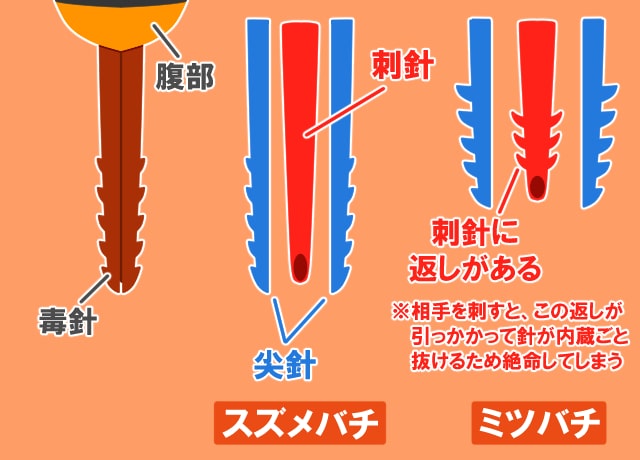 ミツバチの針の特徴が丸わかり 最低限知っておきたい3つの特徴 ハチ110番