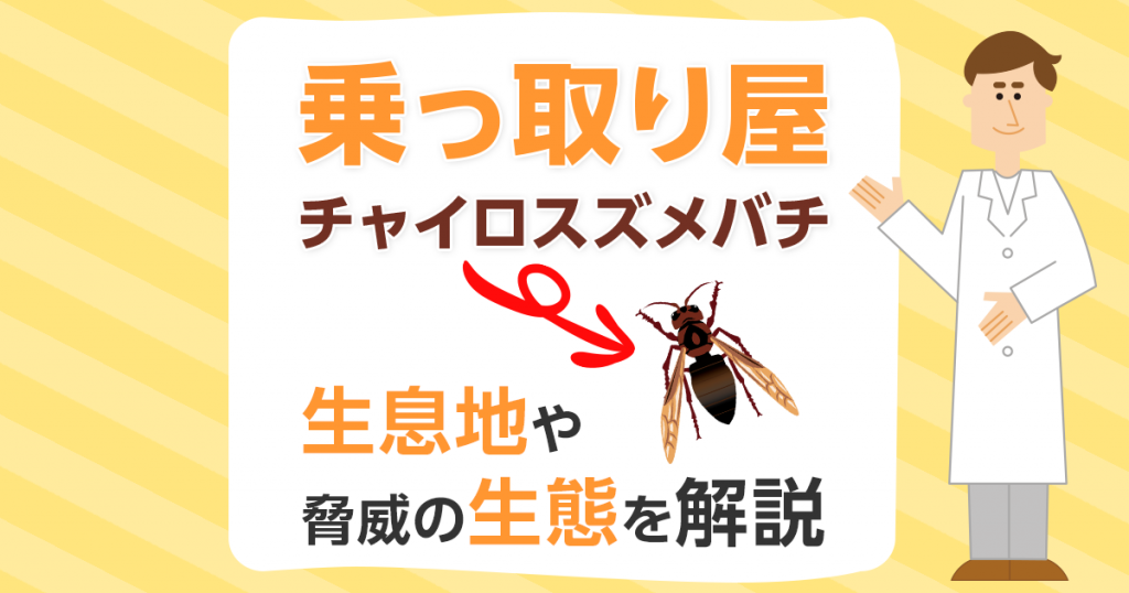 チャイロスズメバチは乗っ取り屋！生息地や脅威の生態を解説