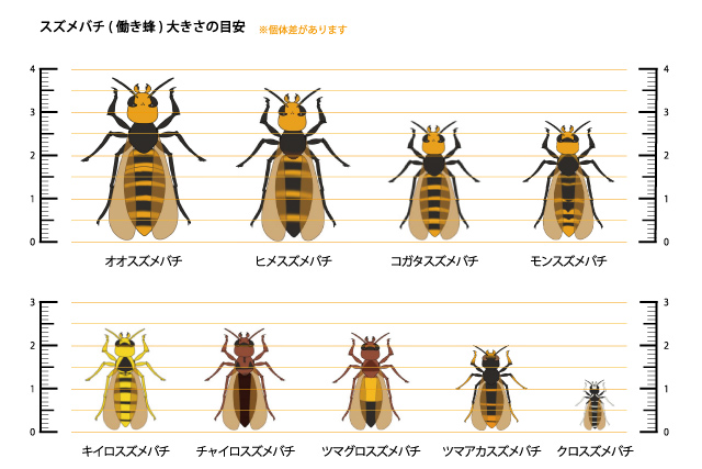 チャイロスズメバチの珍しい特徴や生態を図解 絶滅危惧種の実態と対策 ハチ110番