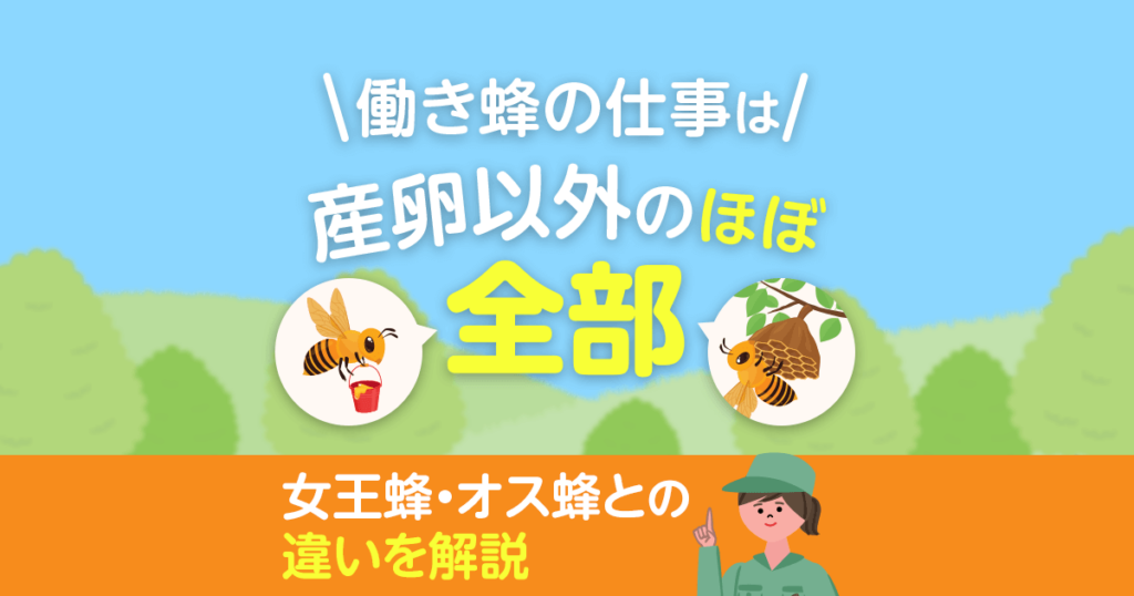 働き蜂の仕事は産卵以外のほぼ全部女王蜂・オス蜂との違いを解説