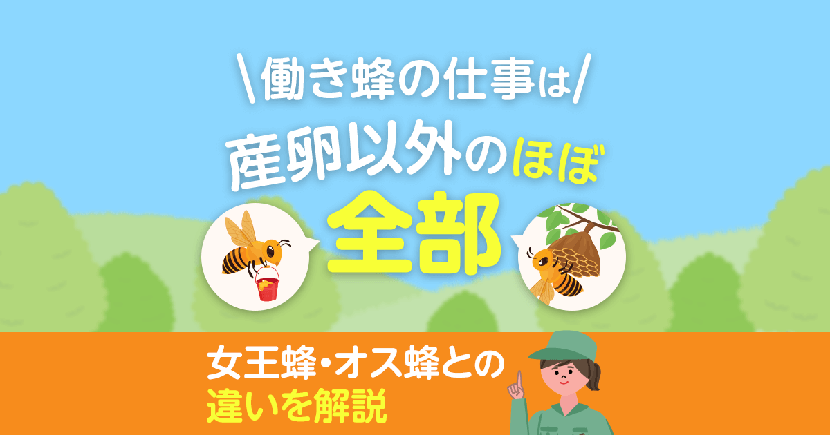 働き蜂の仕事は産卵以外のほぼ全部女王蜂・オス蜂との違いを解説