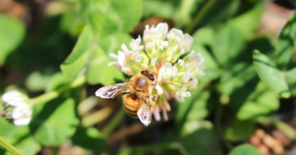 「セイヨウミツバチは危険じゃない」は間違い！危険性と駆除法を解説