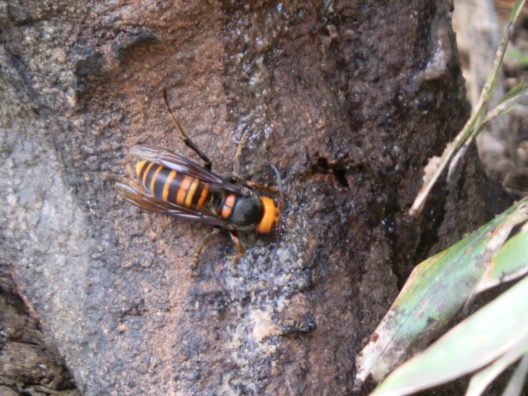 スズメバチの働き蜂が増えた巣は危険 蜂の繁殖を防ぐ女王蜂の駆除方法 ハチ110番