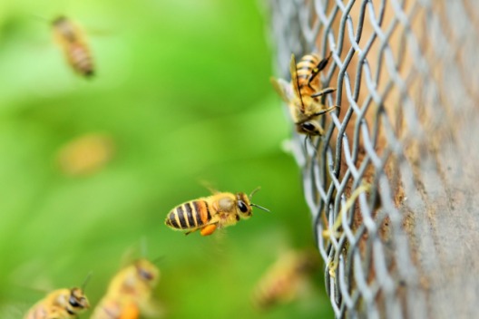 ミツバチ・アシナガバチ・スズメバチの駆除費用の相場
