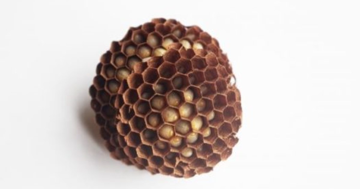 部屋の蜂を追い払う方法 軒下チェック 予防 木酢液 蚊取り線香 ハチ110番