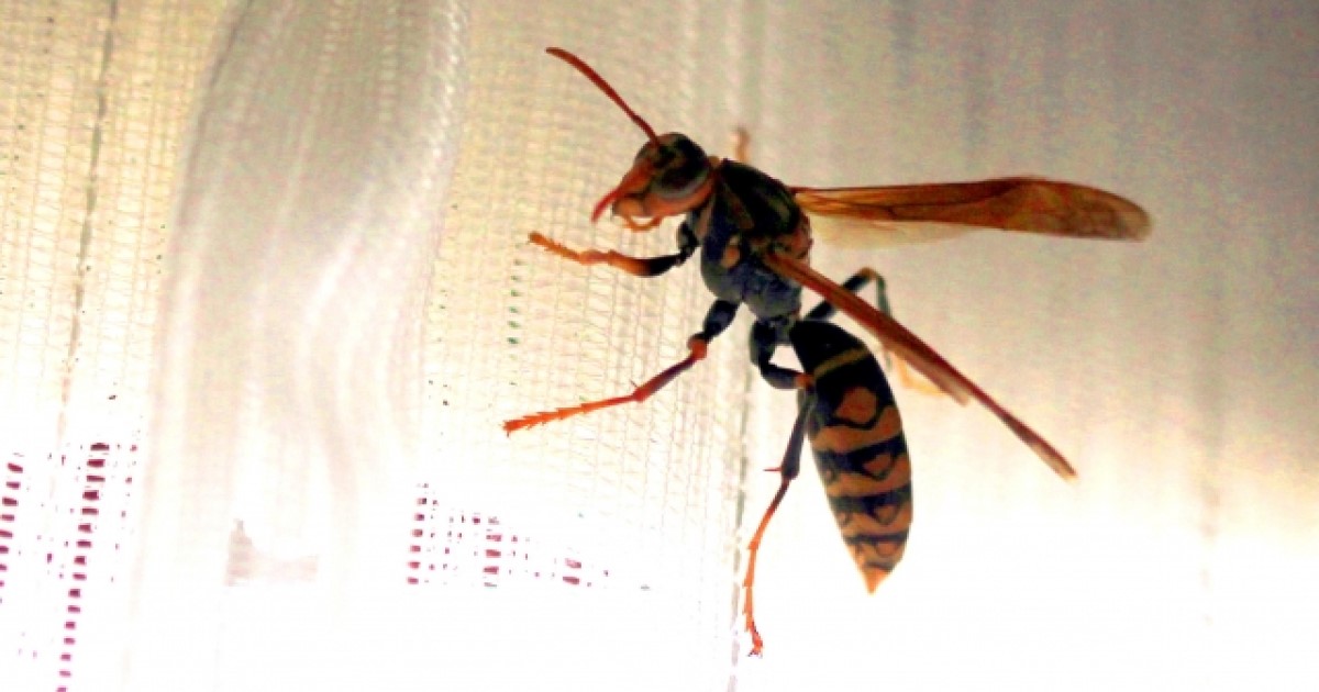 部屋の蜂を追い払う方法 軒下チェック 予防 木酢液 蚊取り線香 ハチ110番