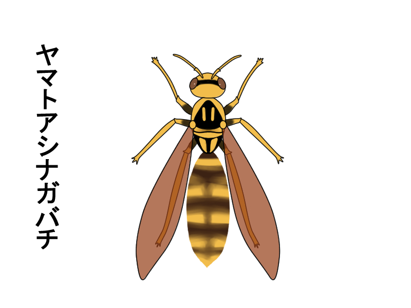 ヤマトアシナガバチの特徴を解説 絶滅危惧種の知られざる生態 ハチ110番 ヤマトアシナガバチの特徴を解説 絶滅危惧種の知られざる生態 ハチ110番