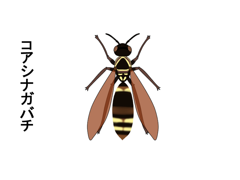 日本のアシナガバチの種類と特徴 読めば一発で見分けられる生態図鑑 ハチ110番