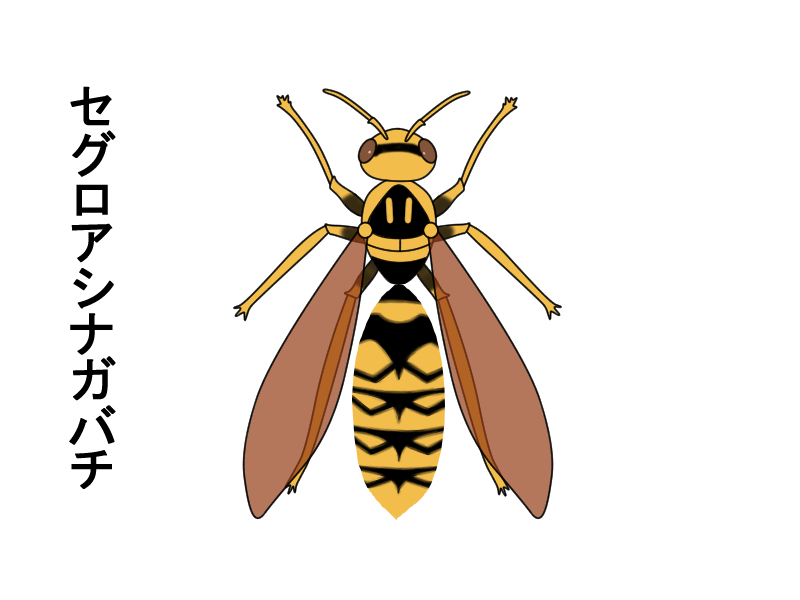 日本のアシナガバチの種類と特徴 読めば一発で見分けられる生態図鑑 ハチ110番 日本のアシナガバチの種類と特徴 読めば一発で見分けられる生態図鑑 ハチ110番