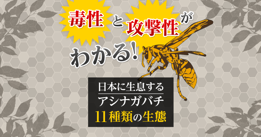 日本のアシナガバチ11種類の生態・毒性・攻撃性