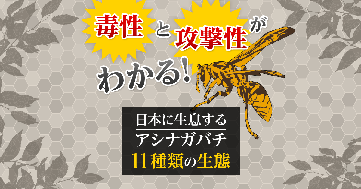 日本のアシナガバチ11種類の生態・毒性・攻撃性