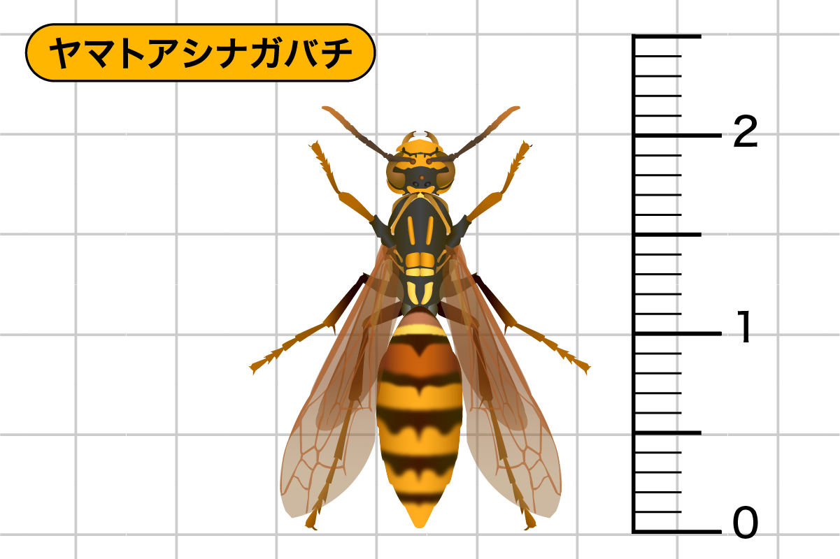 ヤマトアシナガバチ