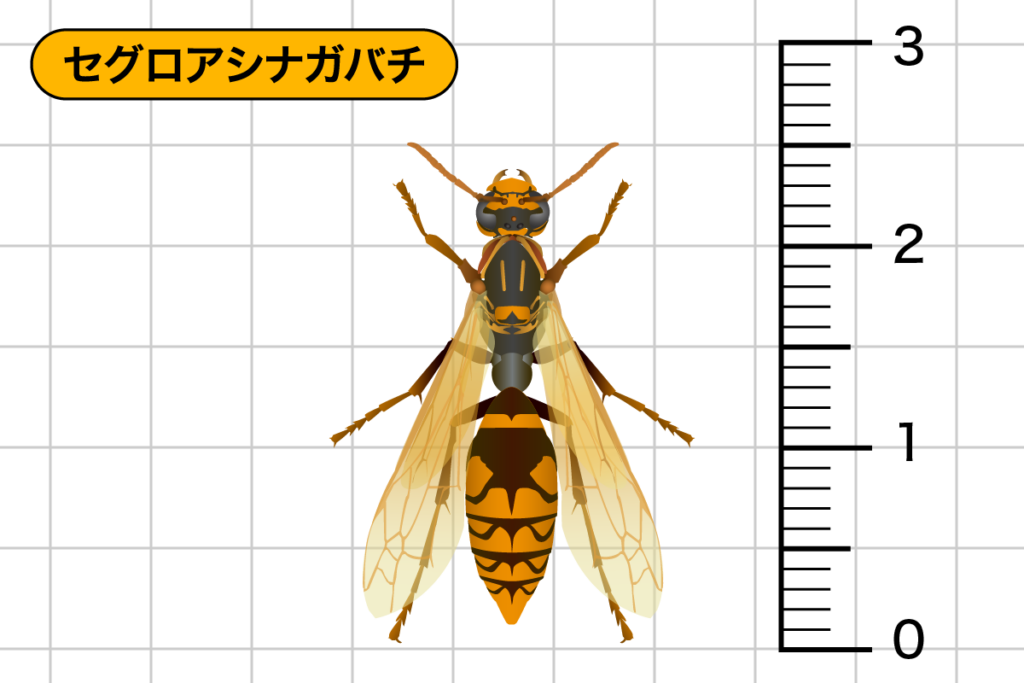 ニホンミツバチ