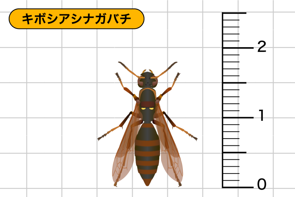 キボシアシナガバチ