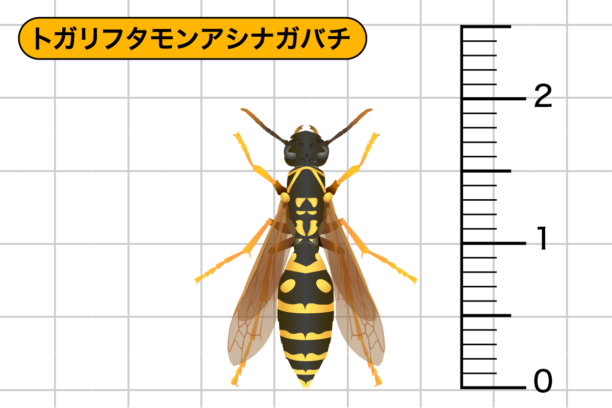 トガリフタモンアシナガバチ