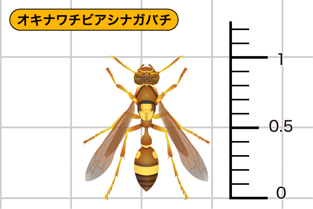 オキナワチビアシナガバチ