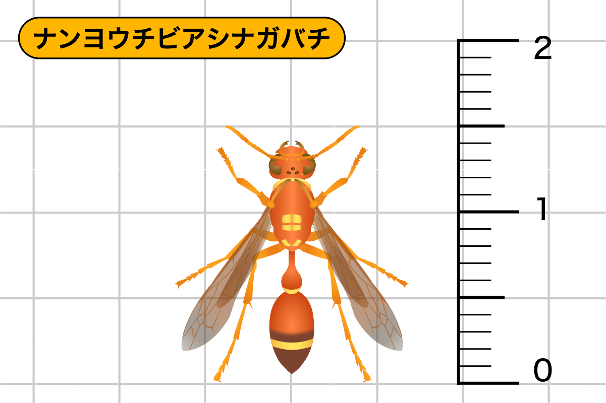 ナンヨウチビアシナガバチ