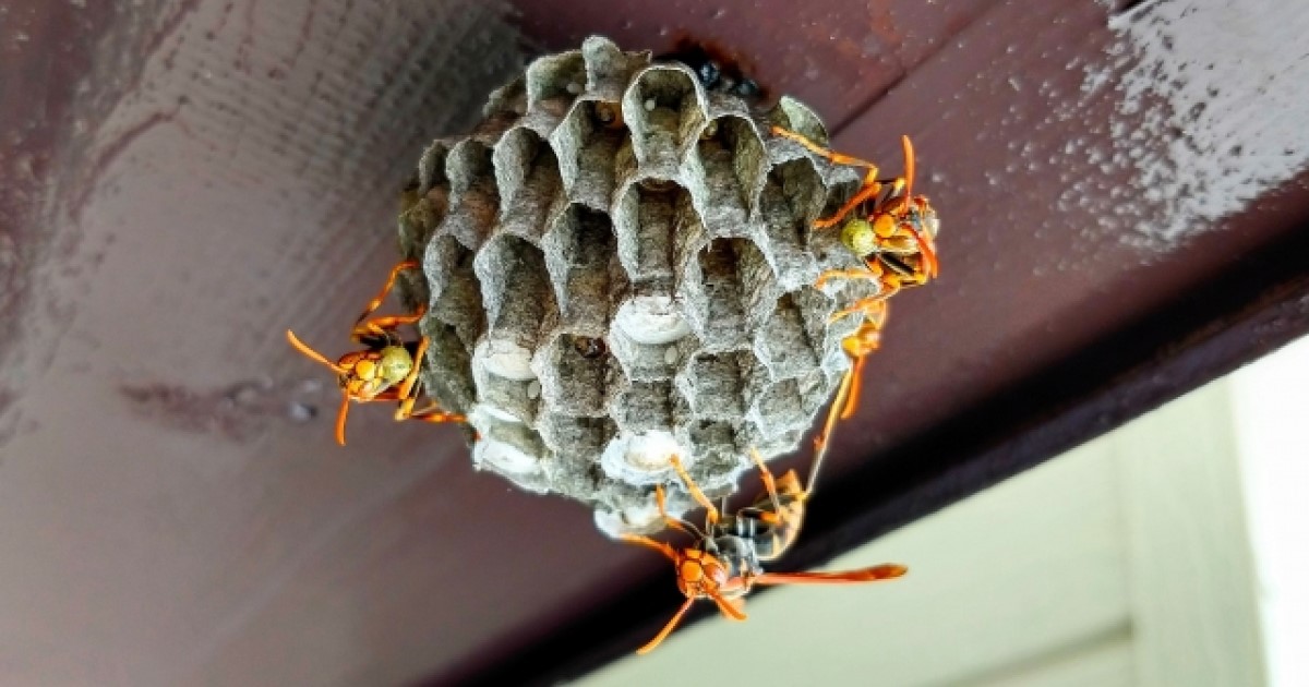 蜂の巣の種類の見分け方は簡単！刺されずに対処するための対策と予防｜ハチ110番