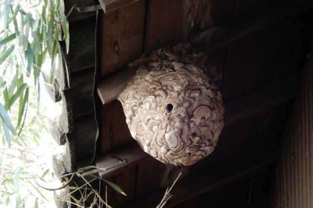 スズメバチの巣の特徴
