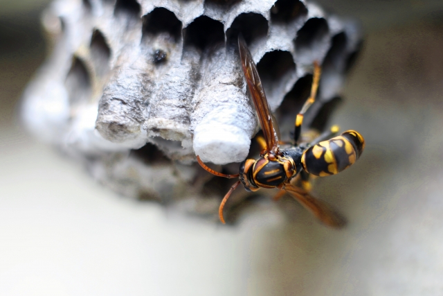 アシナガバチの巣の特徴