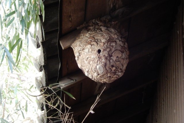 スズメバチの巣の種類｜巣の特徴や巣を作りやすい場所について解説！